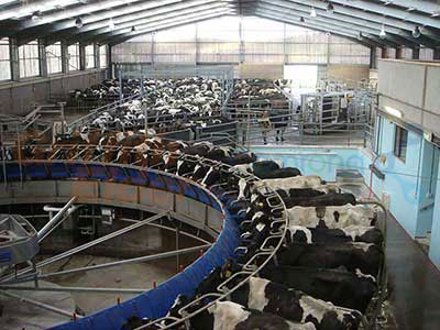 智能奶牛饲养系统（科研用）